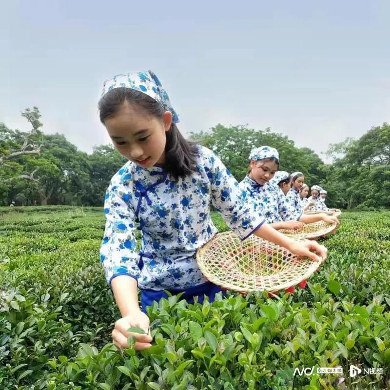 茶香飘四方 叶小产业大 惠州多措并举发展特色茶产业