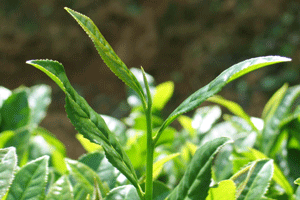 红茶的加工过程是什么 具体说明红茶的加工工艺流程