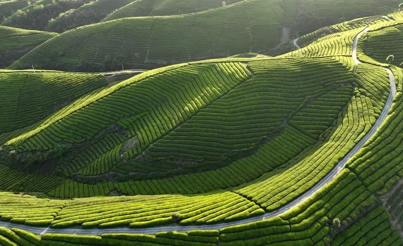 2023中国茶品牌价值公布：湖北11个茶叶品牌总价值超258亿元！