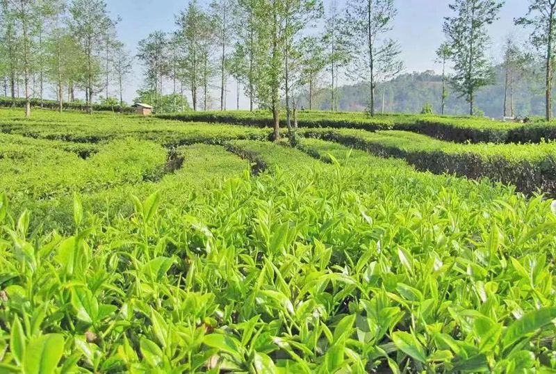 昌宁：2023年茶产业稳步发展