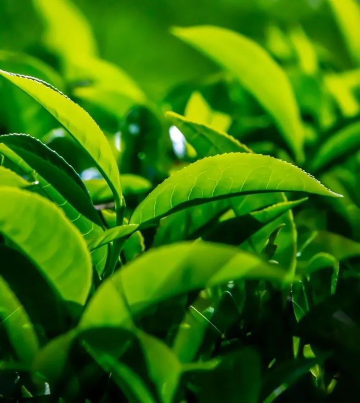 加快茶叶加工技术提升 助推江西茶产业发展诌议