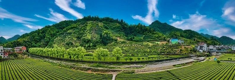 陕西省安康市上半年茶叶产量同比增长4.1%