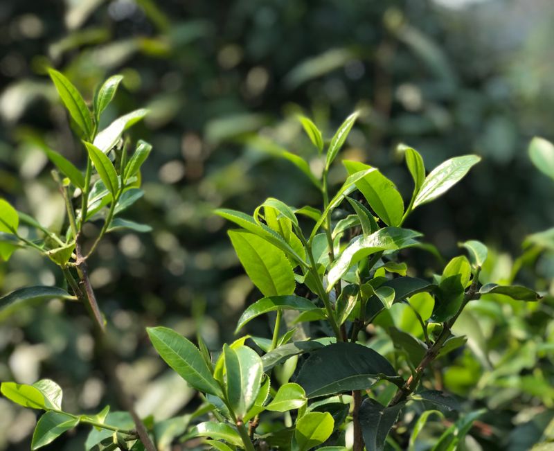农业农村部发布茶应对高温干旱生产技术指导意见