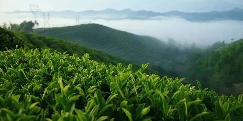 中国红茶和斯里兰卡红茶的差距在哪里!