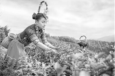 “中国黄汤第一村”找到茶旅产业融合“共富密码”
