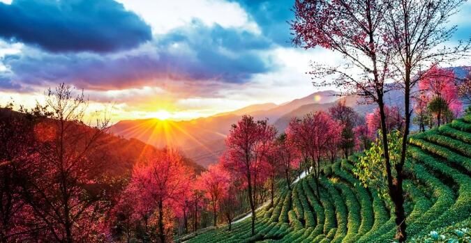 南涧：推进茶旅深度融合 打造绿美茶山景区