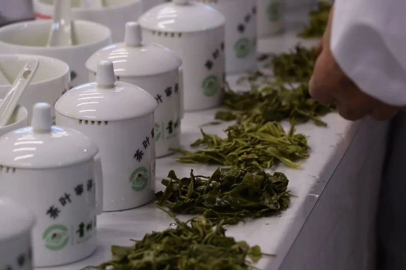 2023年贵州省秋季斗茶赛“专家说”：要把贵州茶的特色做出来