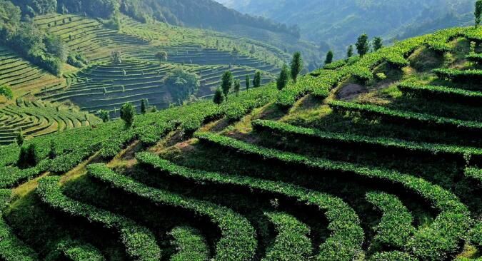 镇沅2023年预计实现茶叶总产量7000吨