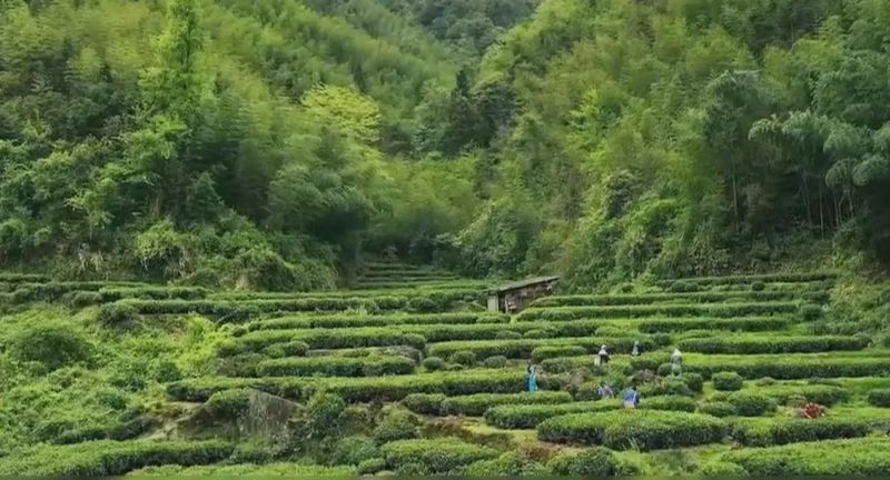 韶关茶产业定下2033年总产值200亿元目标