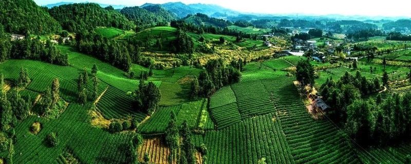 人民日报：贵州遵义湄潭县核桃坝村茶产业发展装上“绿色引擎”