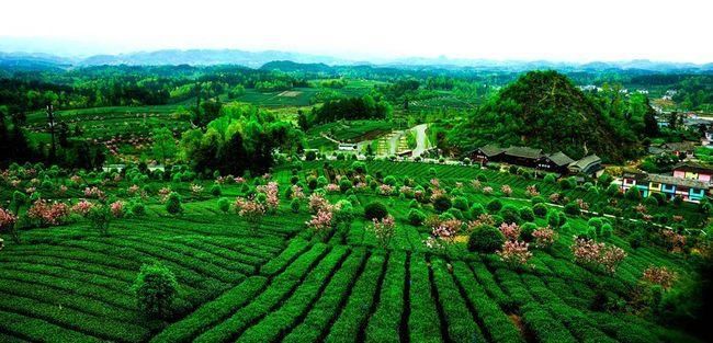 2024年茶叶行业的新出路：品质与创新的力量