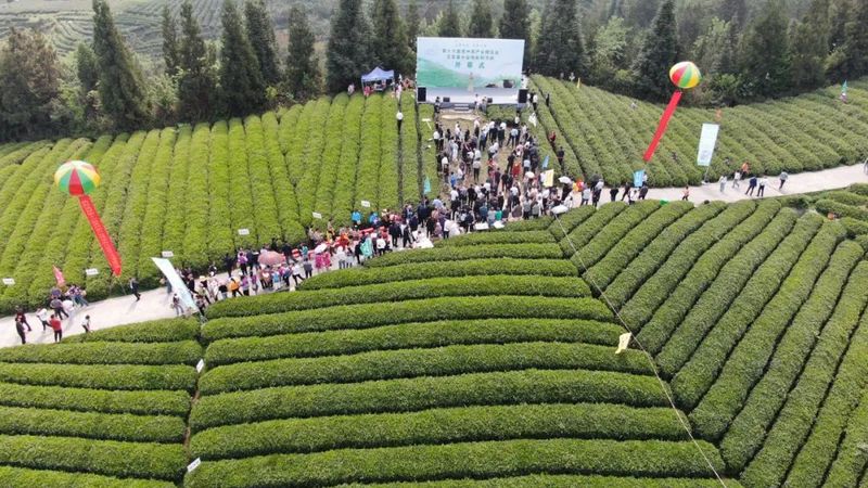 第16届贵州省茶产业博览会暨正安分会场系列活动开幕