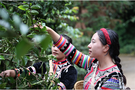 普洱澜沧：4000余株百年古茶树迎来开采时节