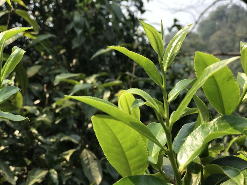 信阳茶文化、茶产业、茶科技融合发展路径初探